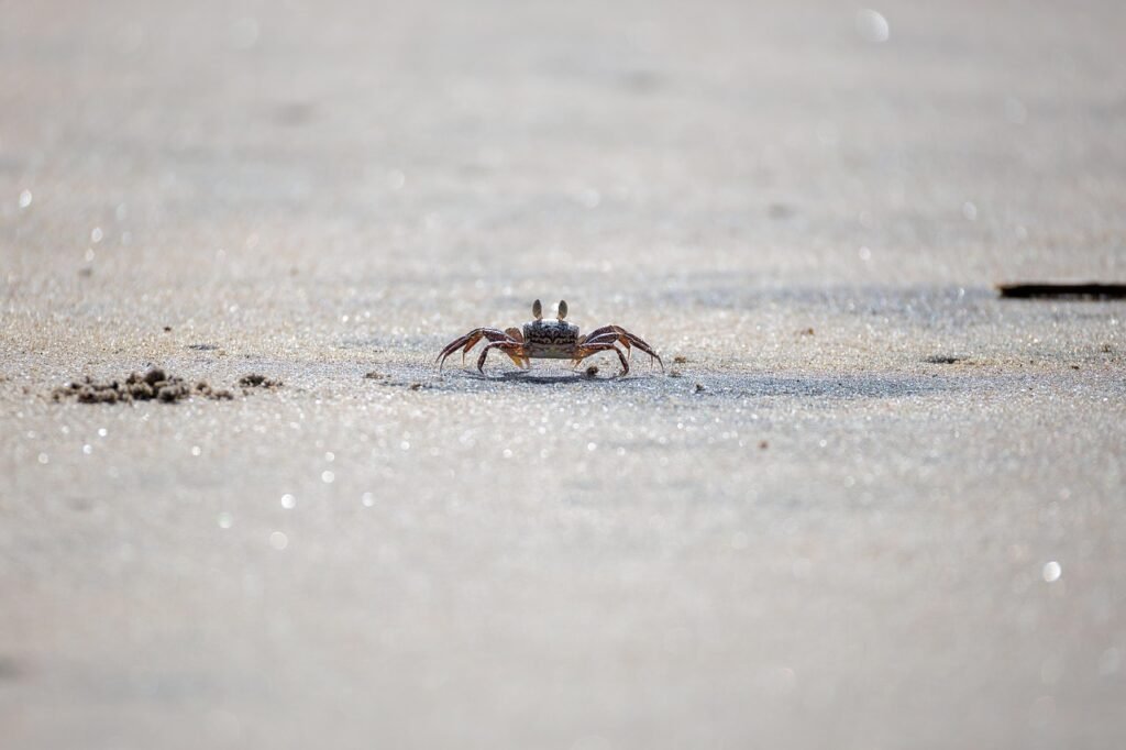 crab, beach, wildlife, sand, nature